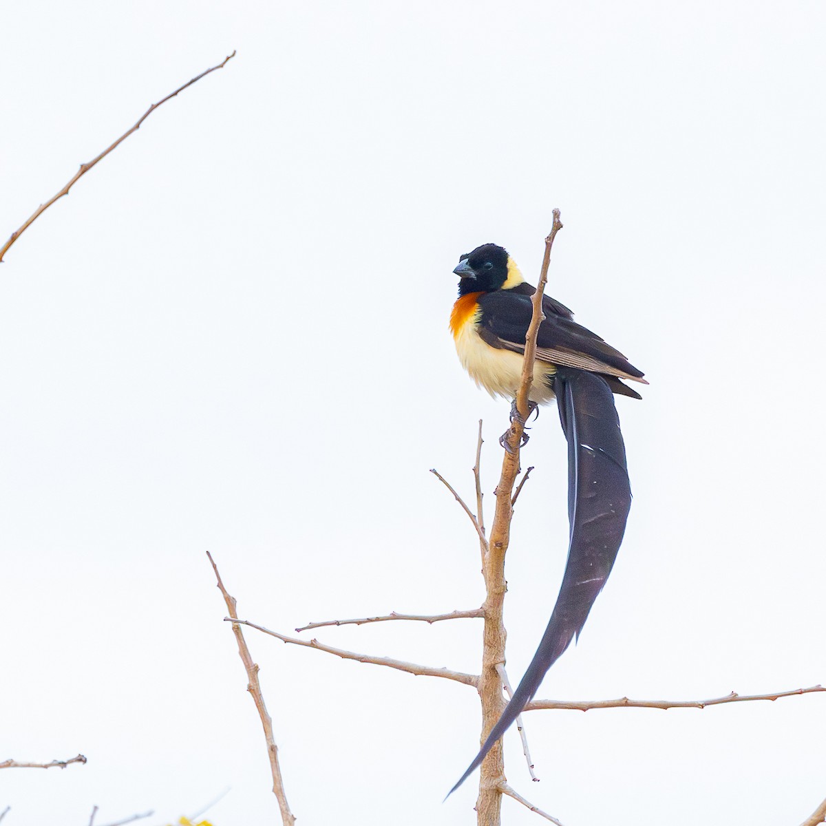 Eastern Paradise-Whydah - ML643149798