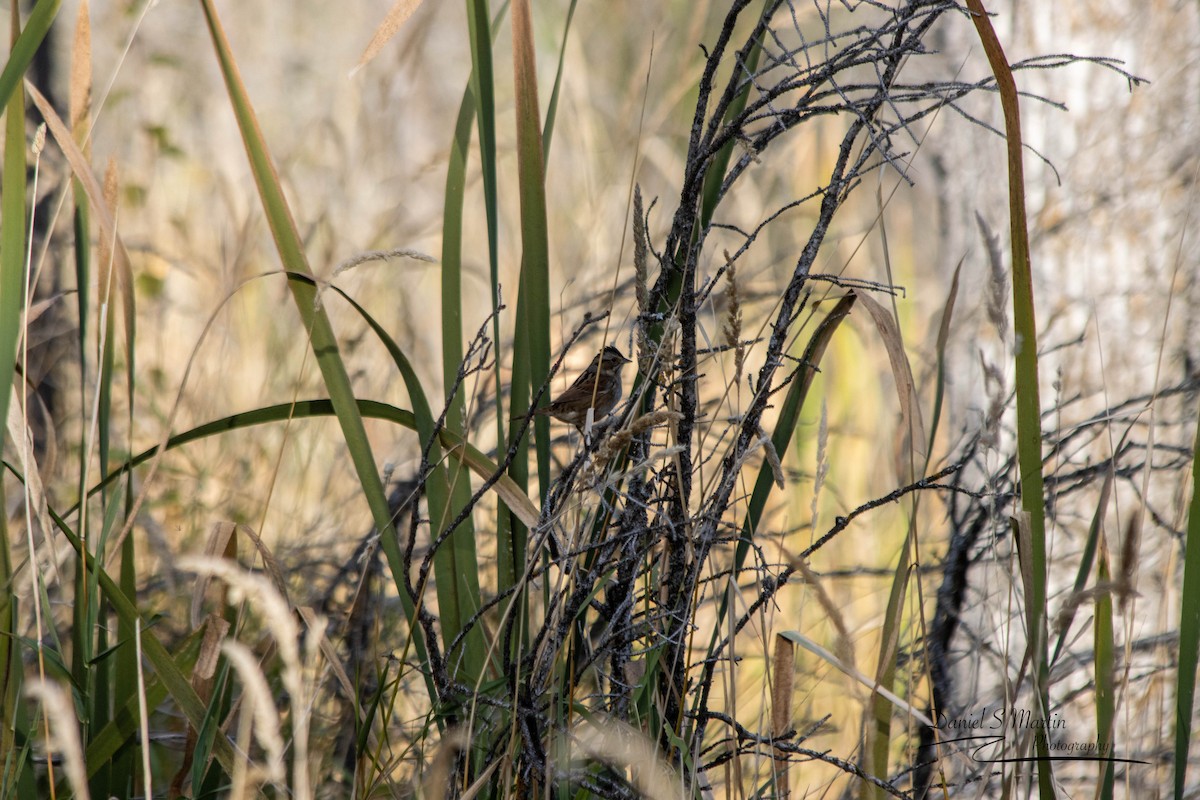 Swamp Sparrow - ML643149806