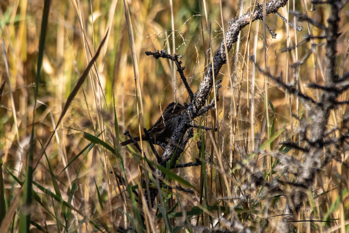 Swamp Sparrow - ML643149807