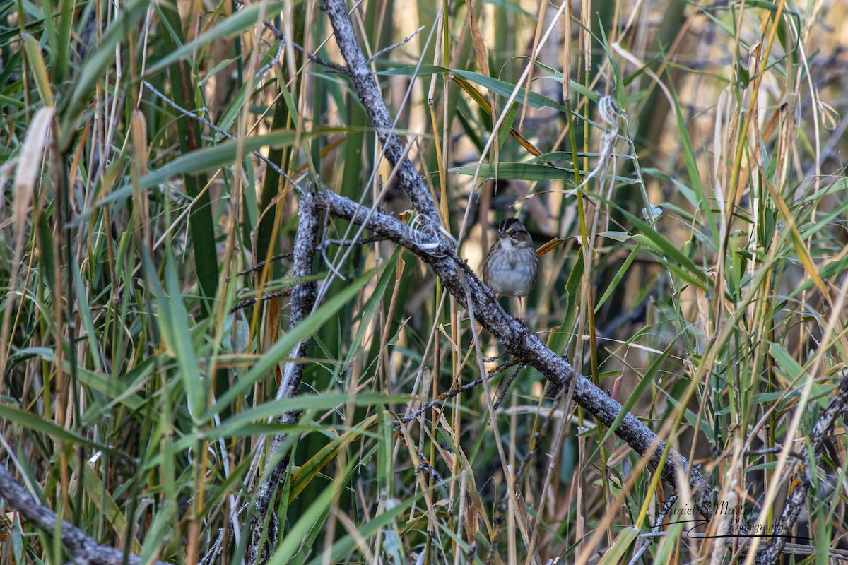 Swamp Sparrow - ML643149808