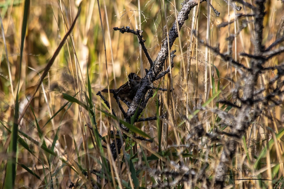 Swamp Sparrow - ML643149809