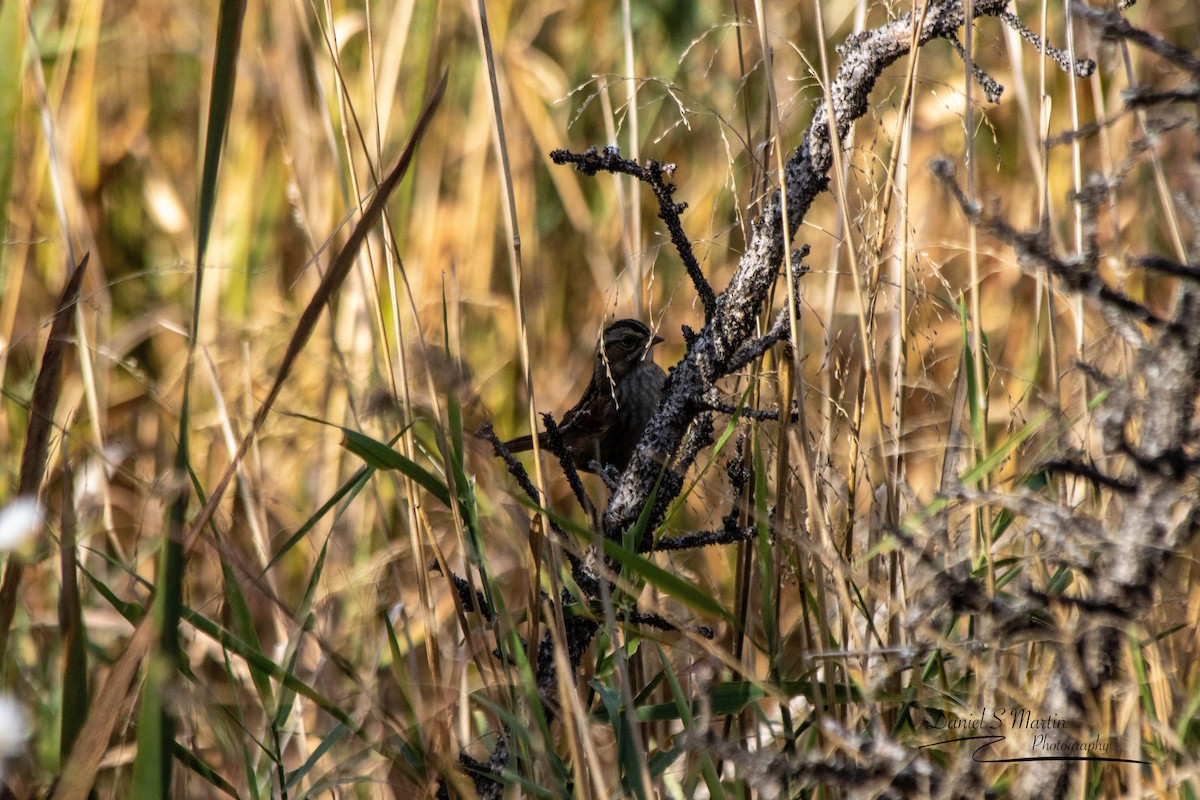 Swamp Sparrow - ML643149810
