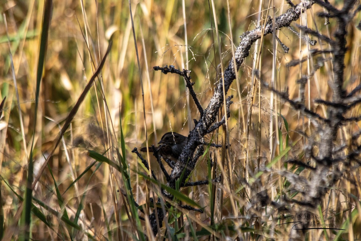 Swamp Sparrow - ML643149811