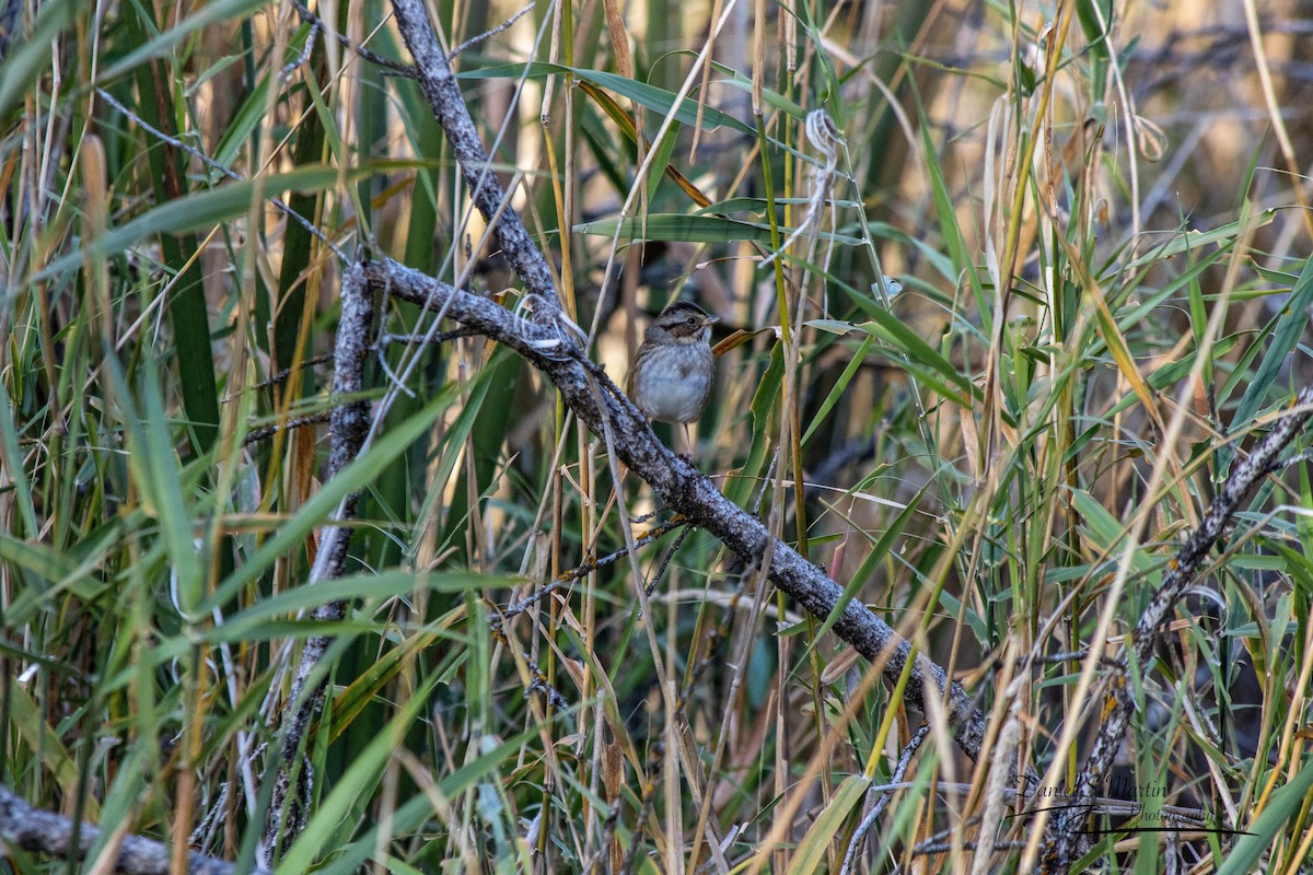 Swamp Sparrow - ML643149812