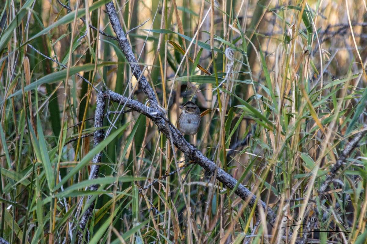 Swamp Sparrow - ML643149813