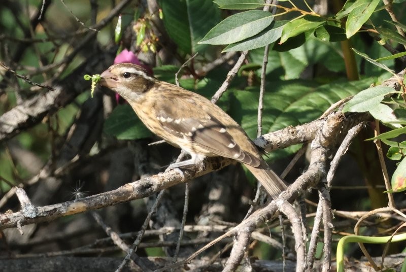 Rose-breasted Grosbeak - ML643149853