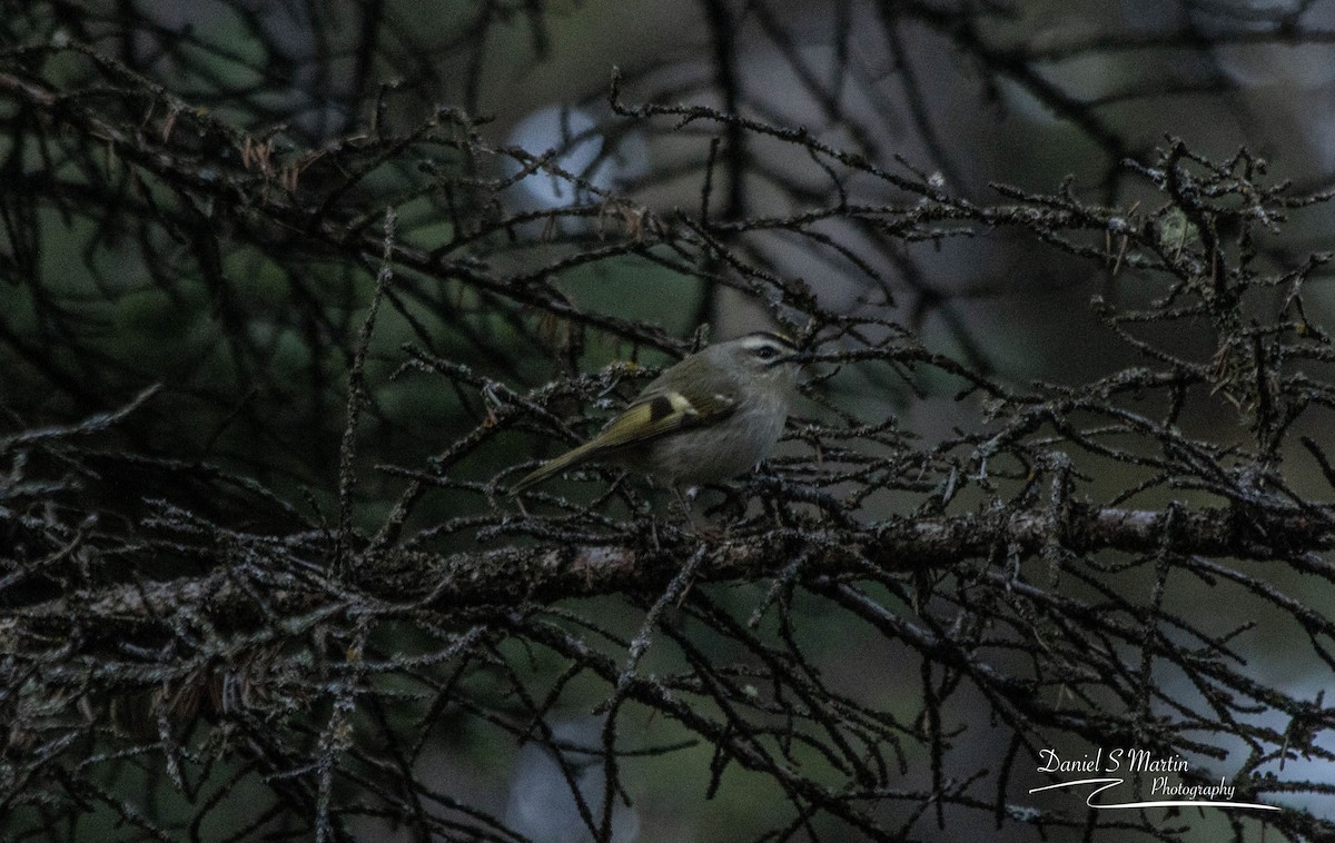 Golden-crowned Kinglet - ML643149871