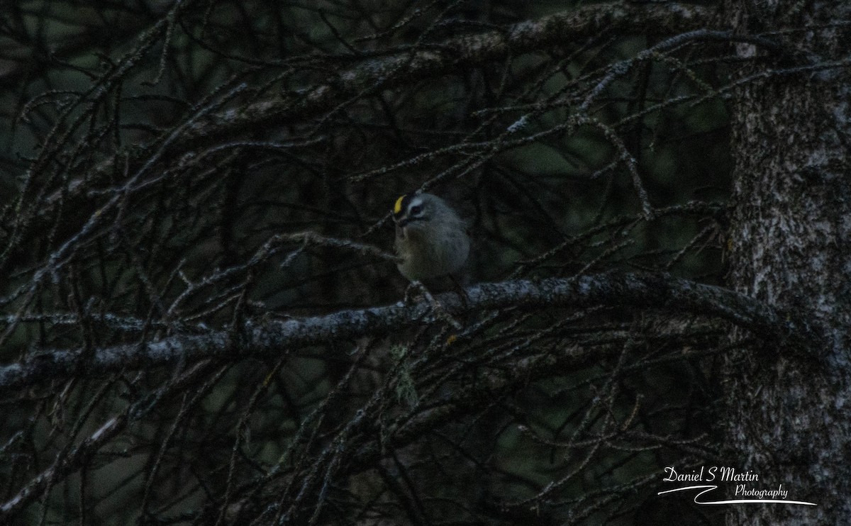 Golden-crowned Kinglet - ML643149872