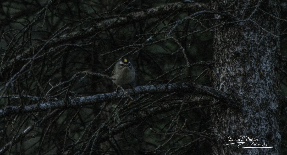 Golden-crowned Kinglet - ML643149873
