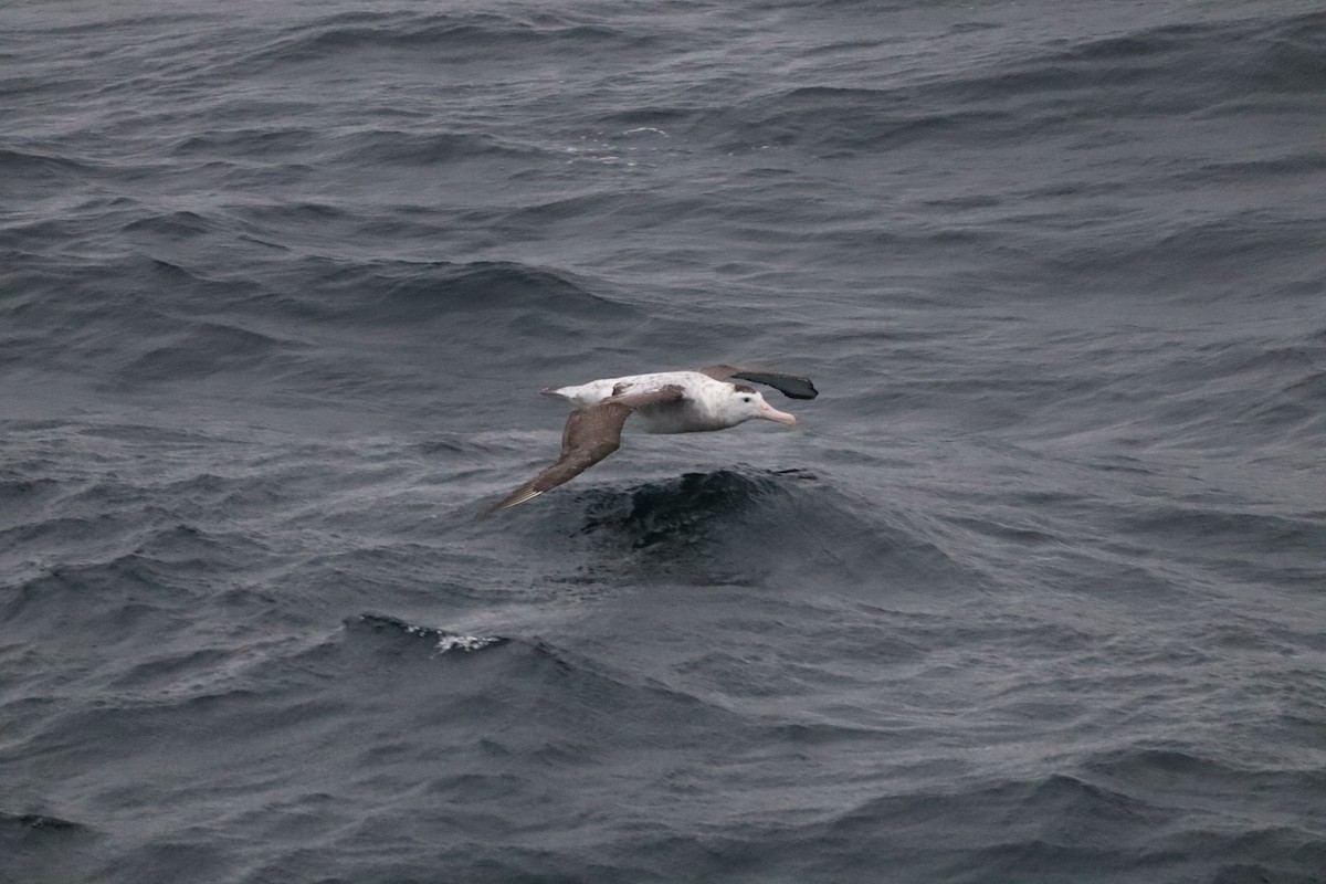 Antipodean Albatross - ML643149874