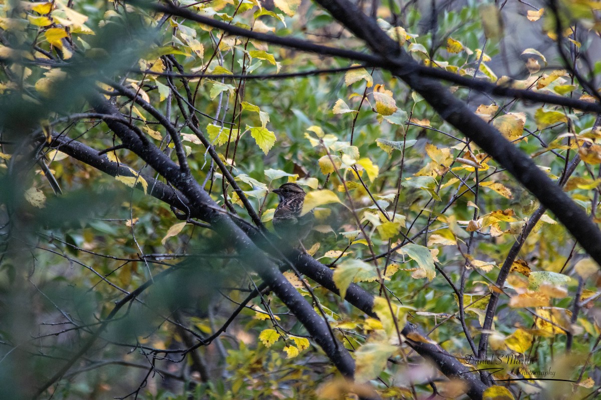 White-throated Sparrow - ML643149886