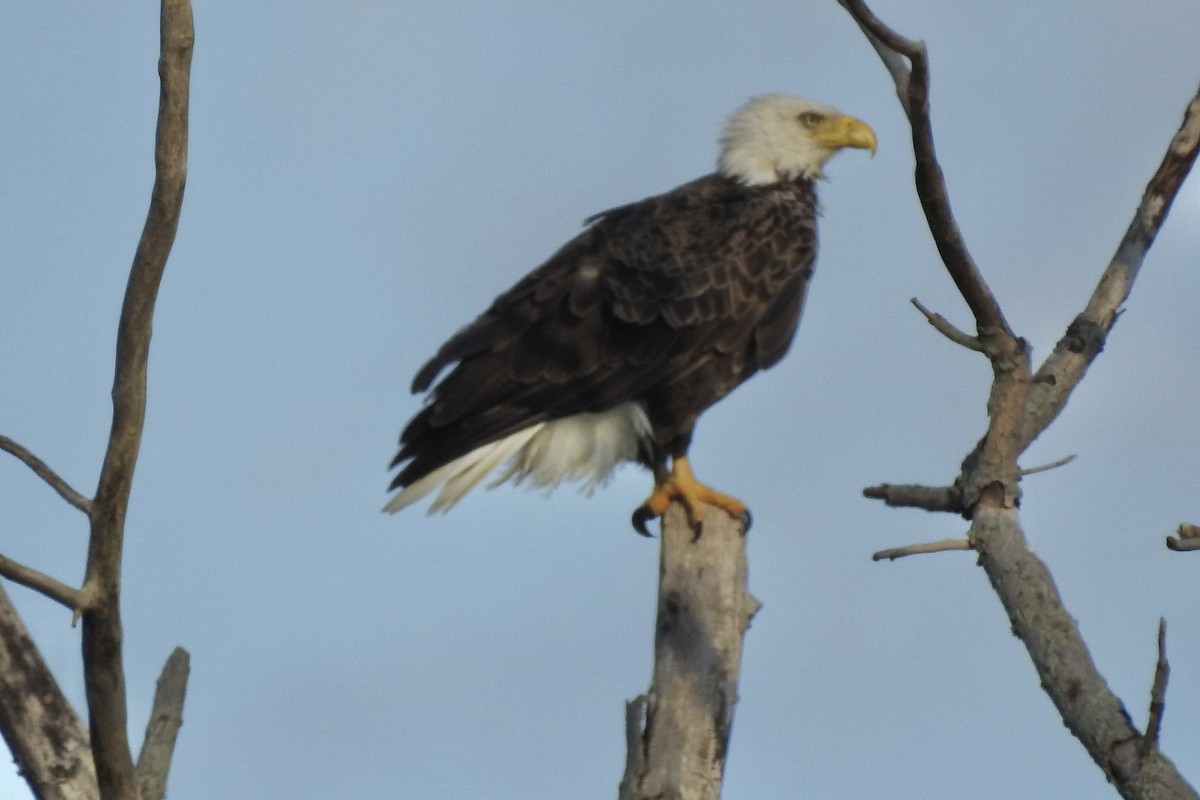 Bald Eagle - ML643149887
