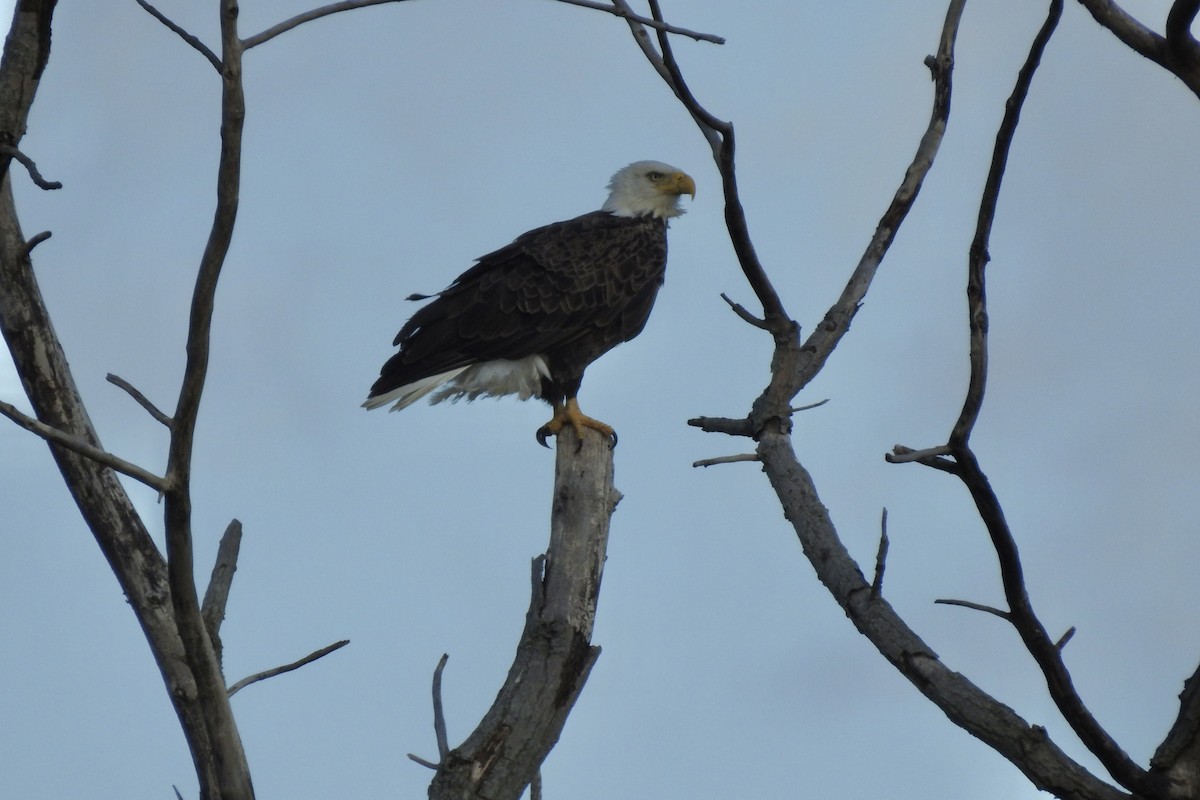 Bald Eagle - ML643149888