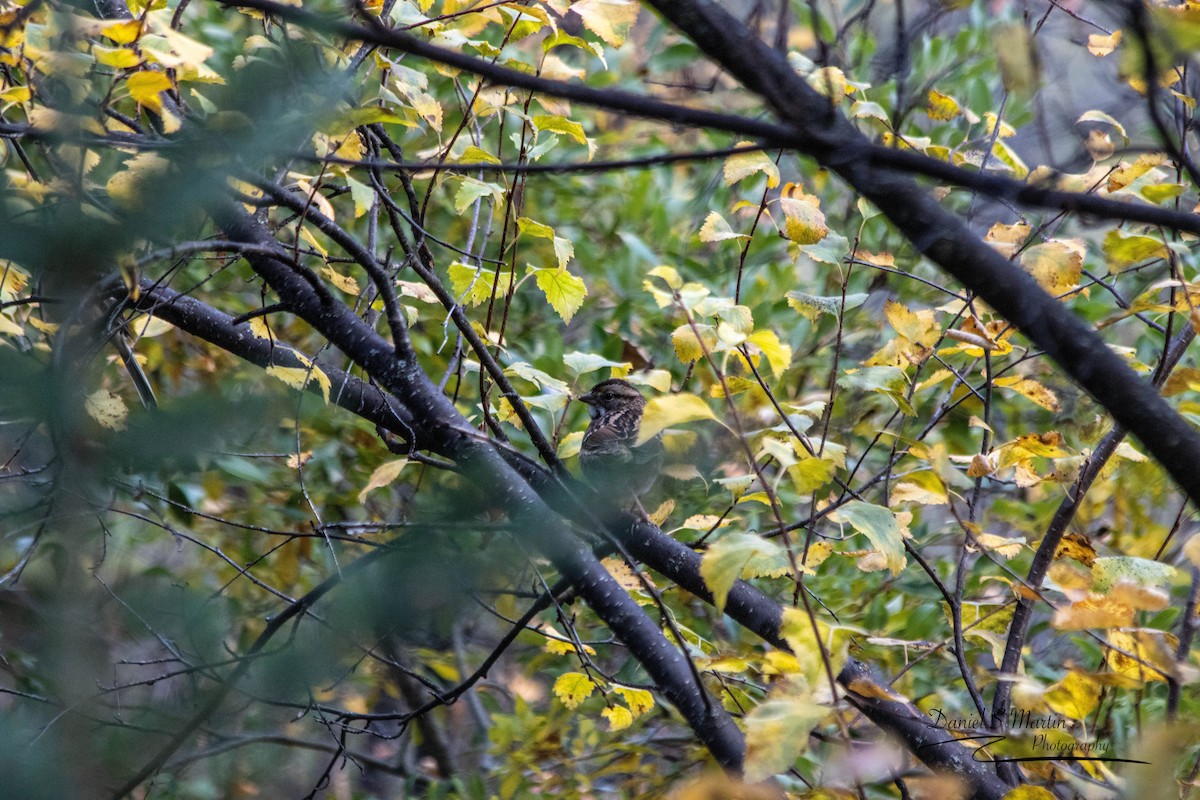 White-throated Sparrow - ML643149898