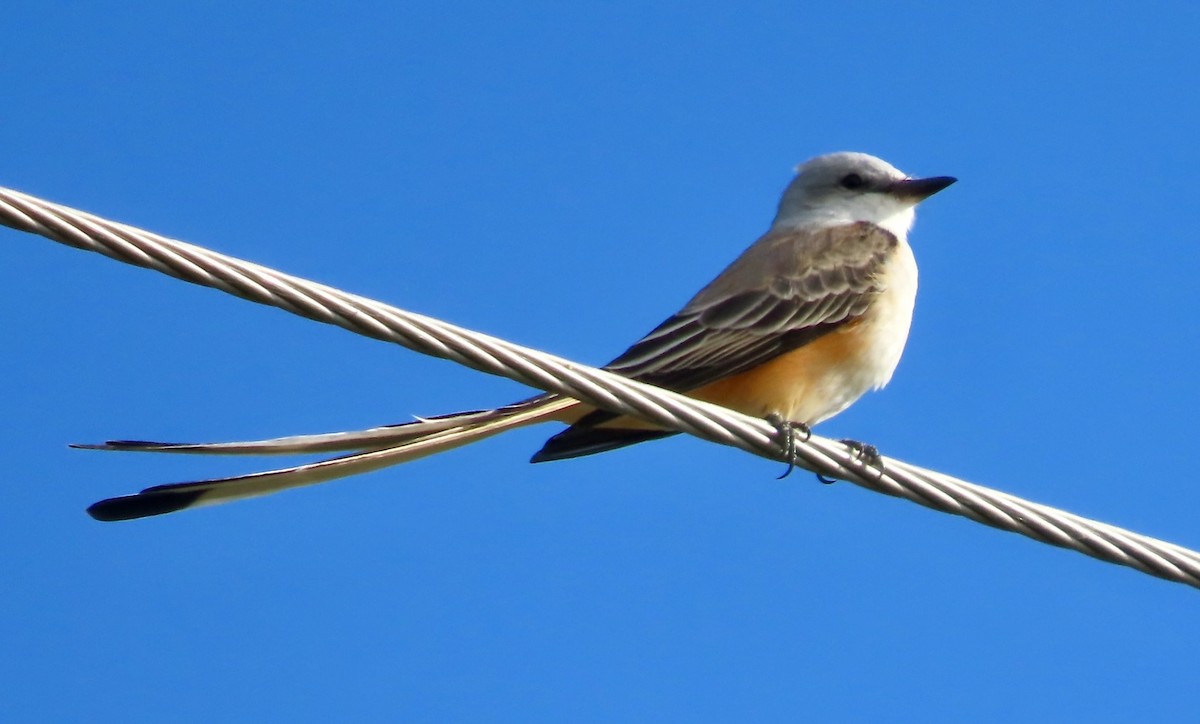Scissor-tailed Flycatcher - ML643149899