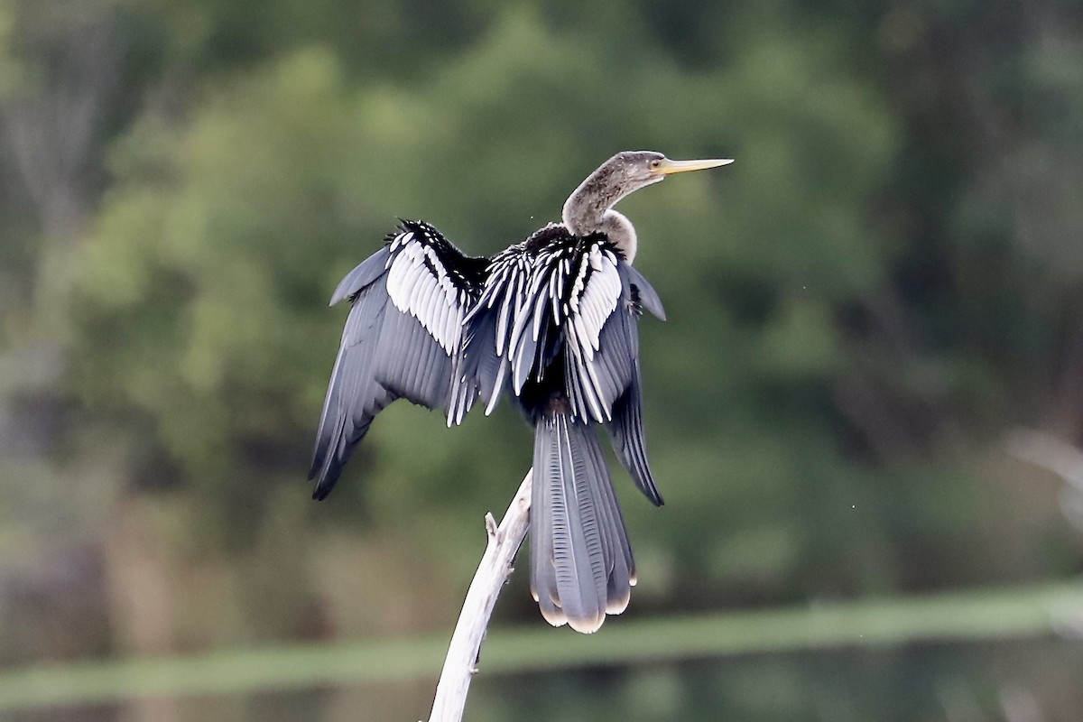 Anhinga d'Amérique - ML643149907