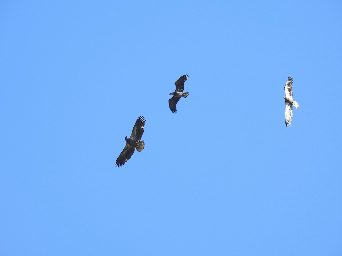 Bald Eagle - ML643149909
