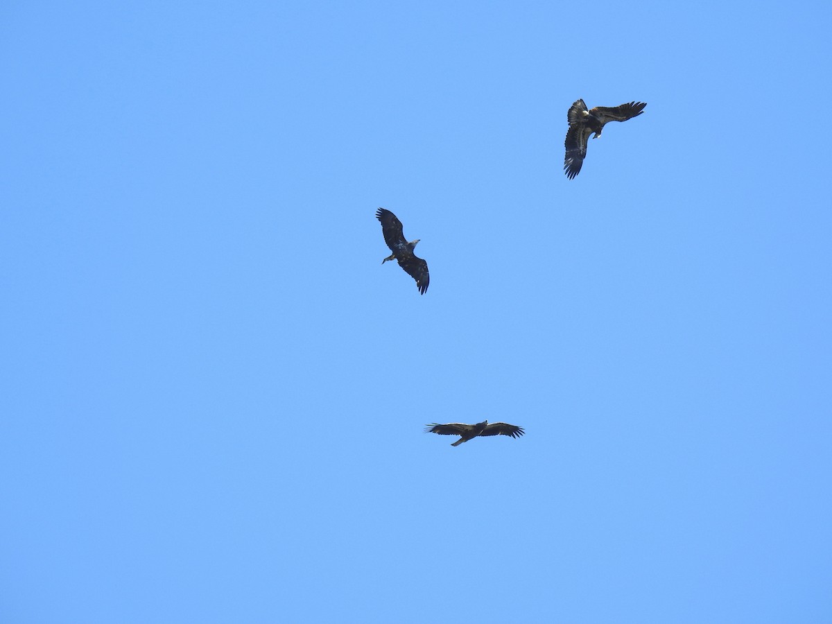 Bald Eagle - ML643149910