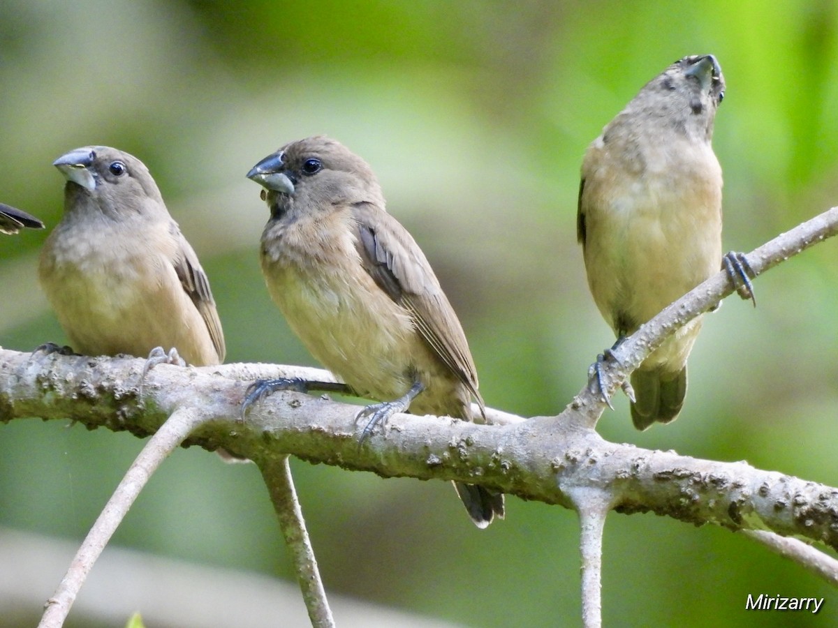 Bronze Mannikin - ML643149913