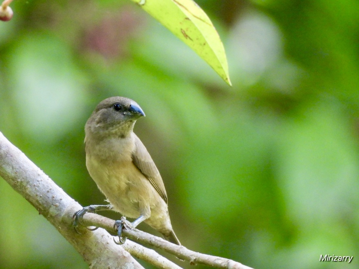 Bronze Mannikin - ML643149914
