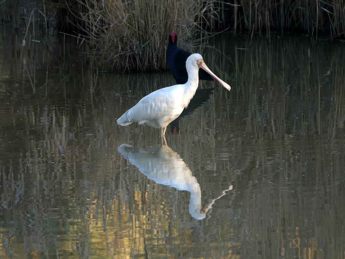 gulnebbskjestork - ML643149921