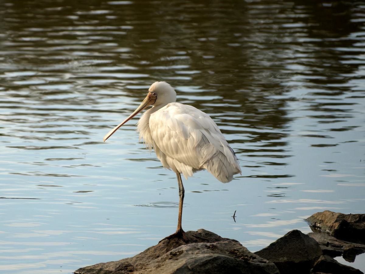 gulnebbskjestork - ML643149922