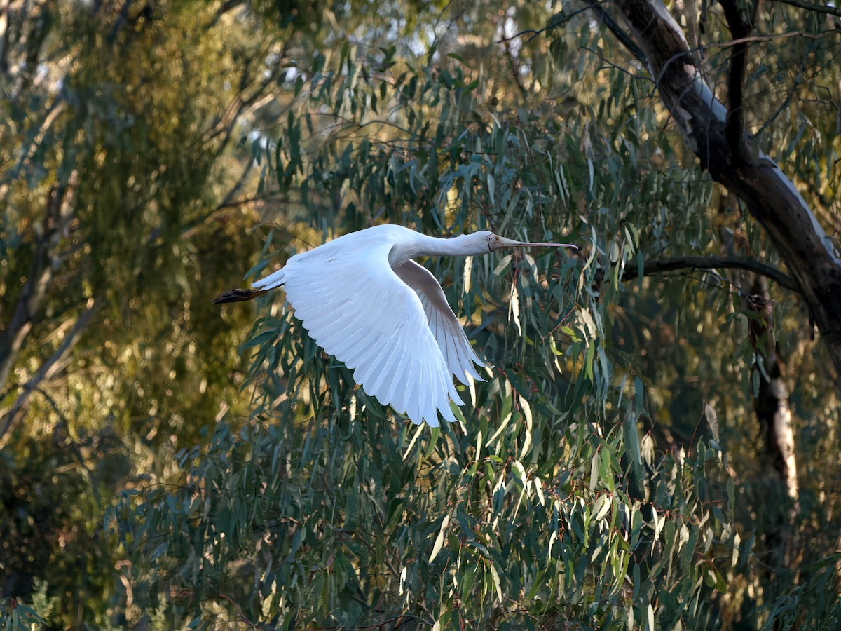 gulnebbskjestork - ML643149923