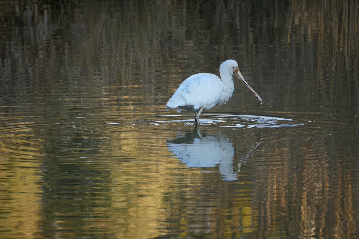gulnebbskjestork - ML643149924