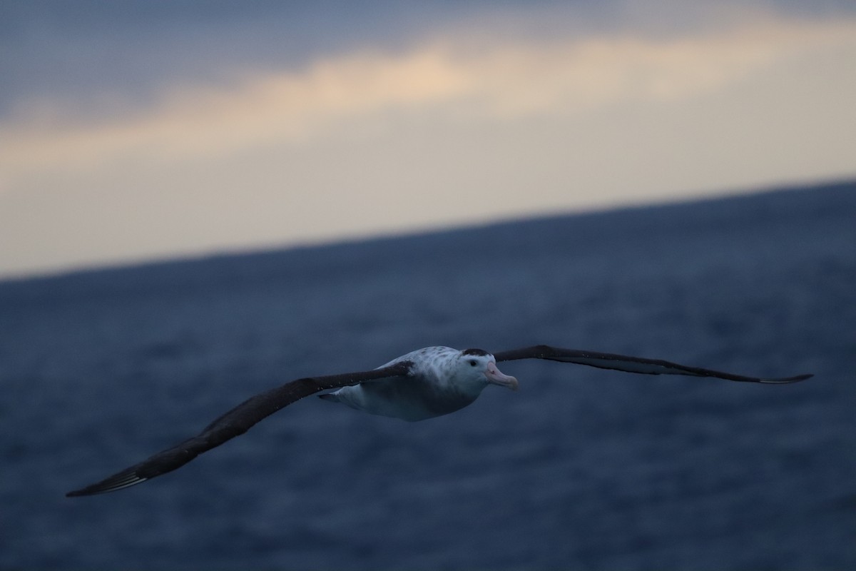 Antipodean Albatross - ML643149926