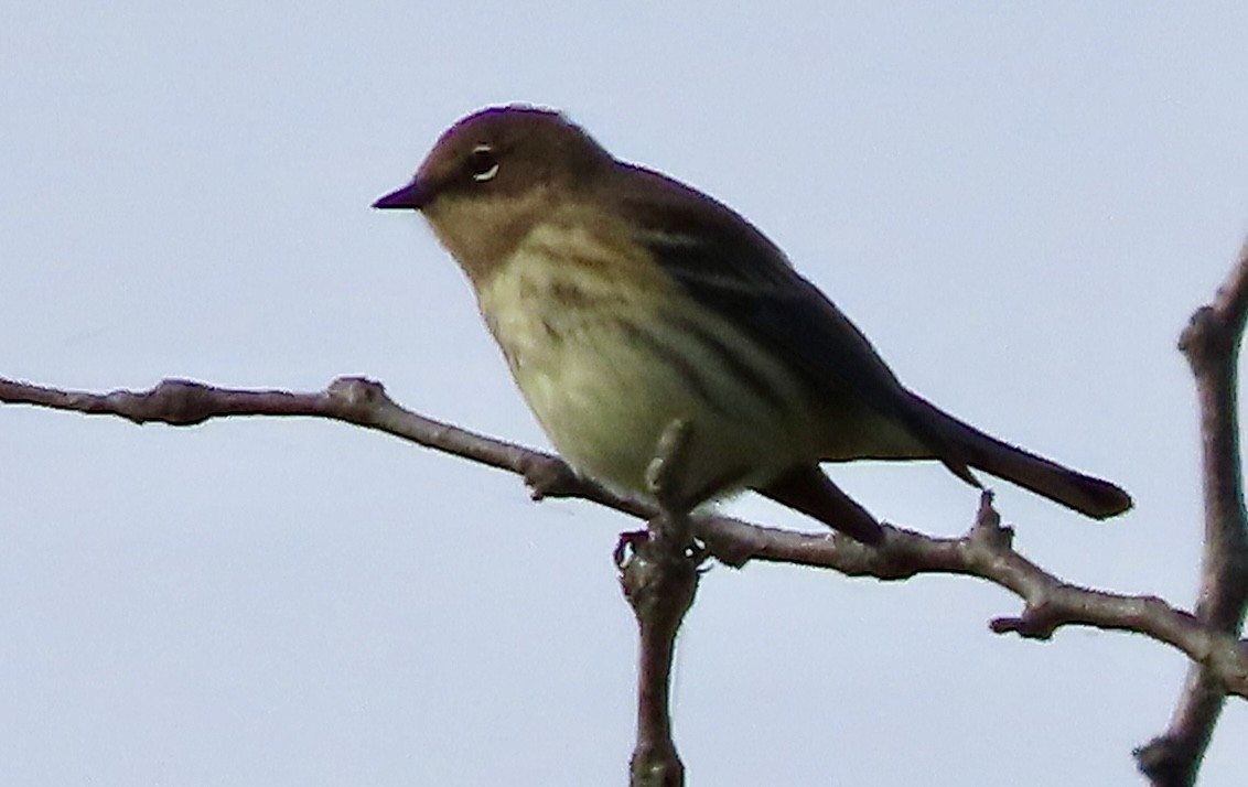 lesňáček žlutoskvrnný (ssp. coronata) - ML643149932