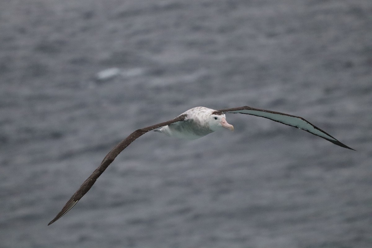 Antipodean Albatross - ML643149940