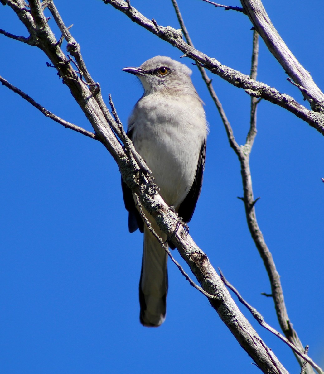 Northern Mockingbird - ML643149944