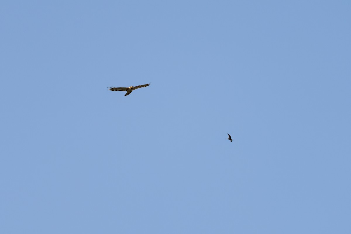 Red-tailed Hawk - ML643149987