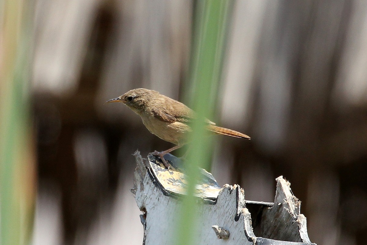 Southern House Wren - ML643150016