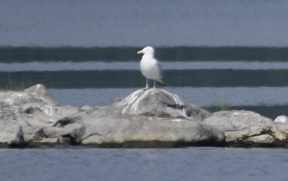 American Herring Gull - ML643150027