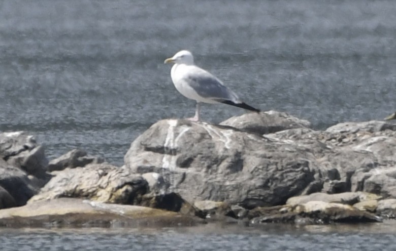 American Herring Gull - ML643150029