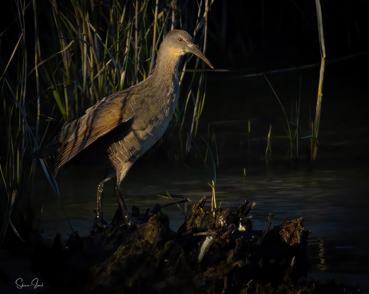 Clapper Rail - ML643150046