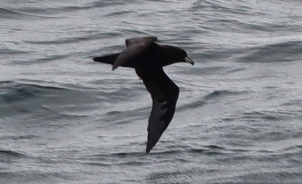 White-chinned Petrel - ML643150047