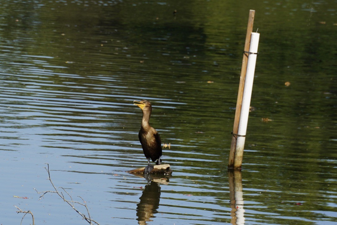 Double-crested Cormorant - ML643150056