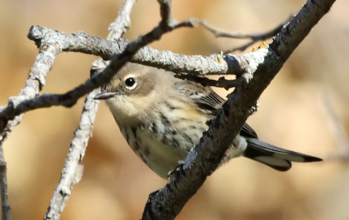 Yellow-rumped Warbler - ML643150101