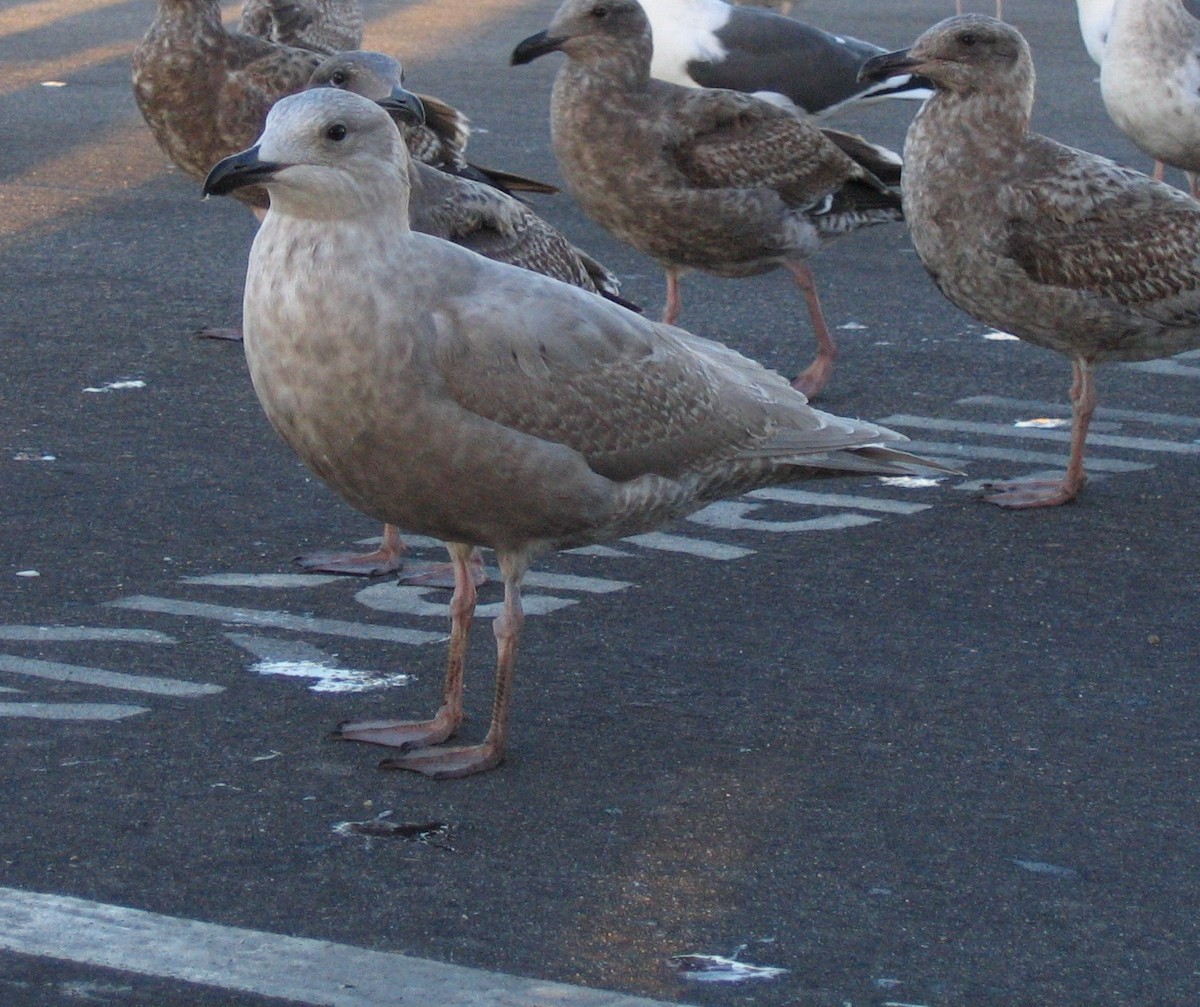 Beringmöwe - ML643150105