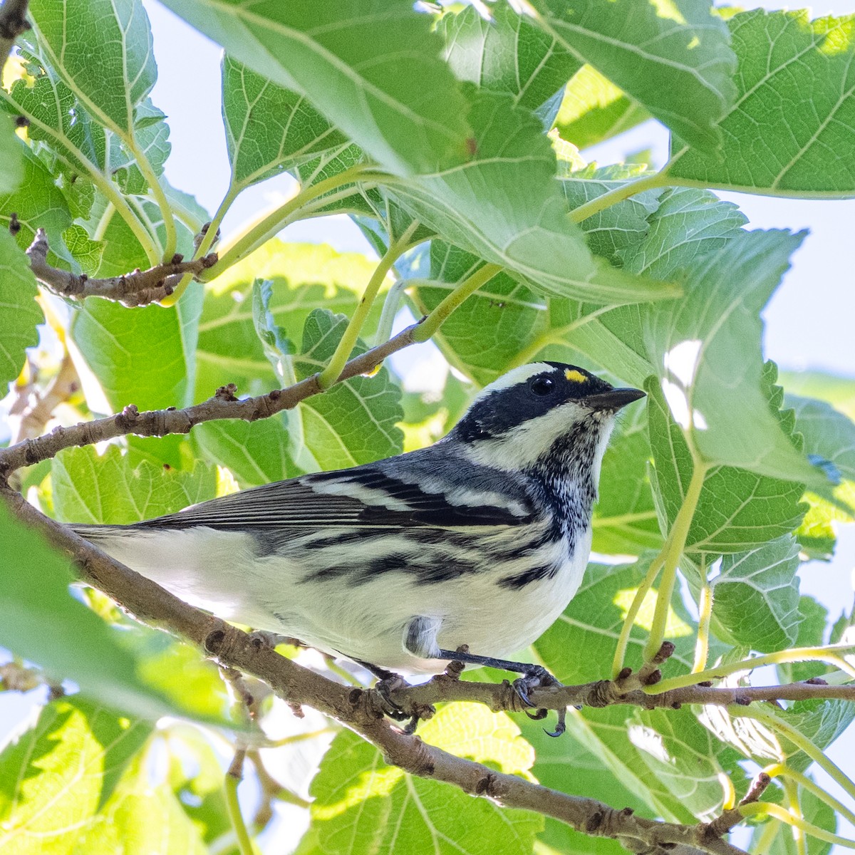 Black-throated Gray Warbler - ML643150106