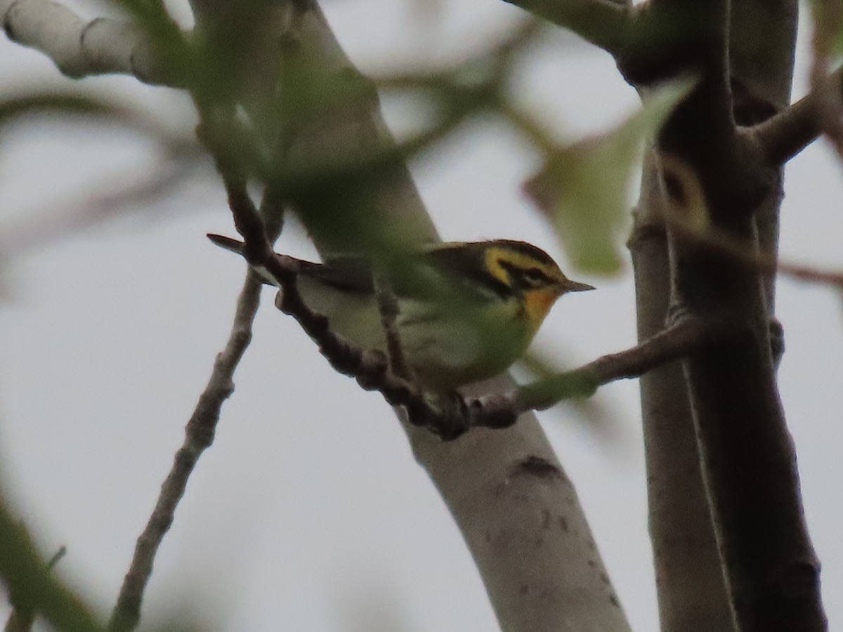 Blackburnian Warbler - ML643150109