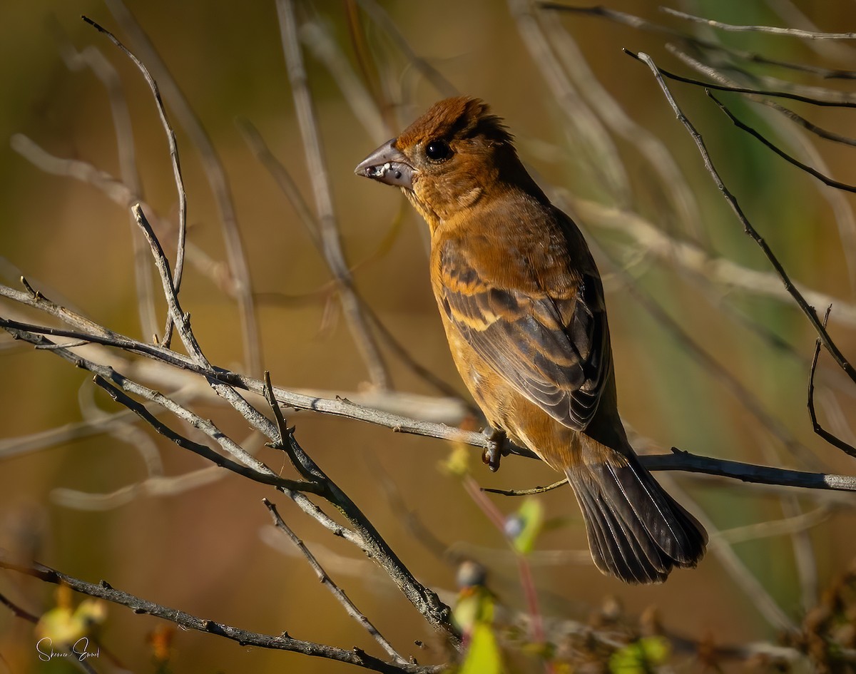 Blue Grosbeak - ML643150114