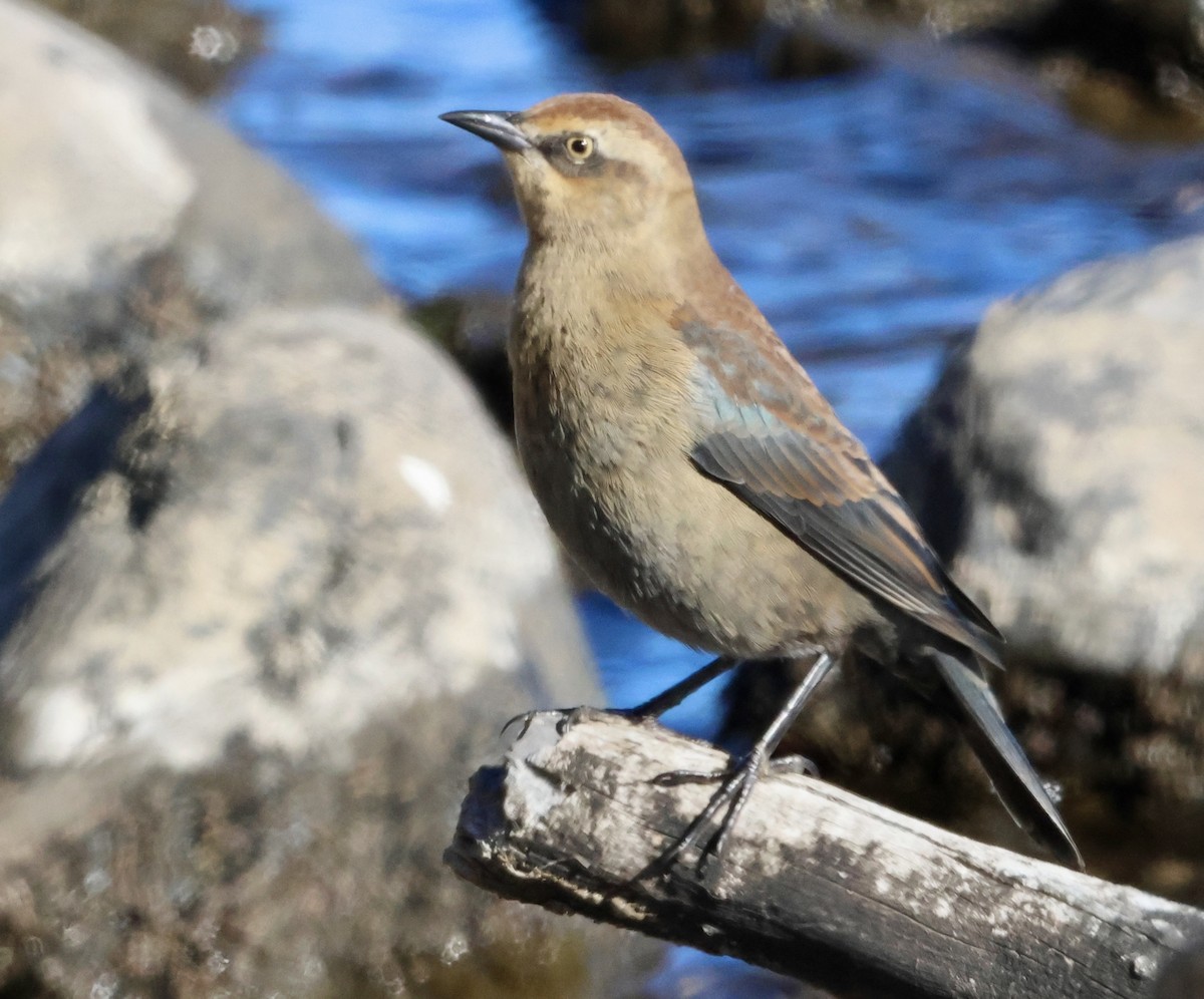 Rusty Blackbird - ML643150124