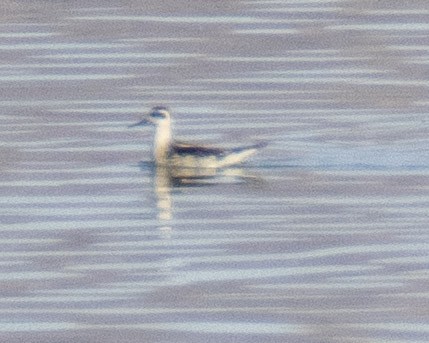 Red-necked Phalarope - ML643150130