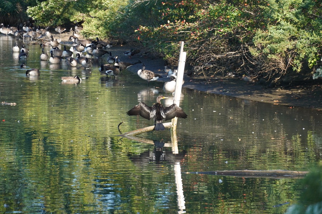 Double-crested Cormorant - ML643150132