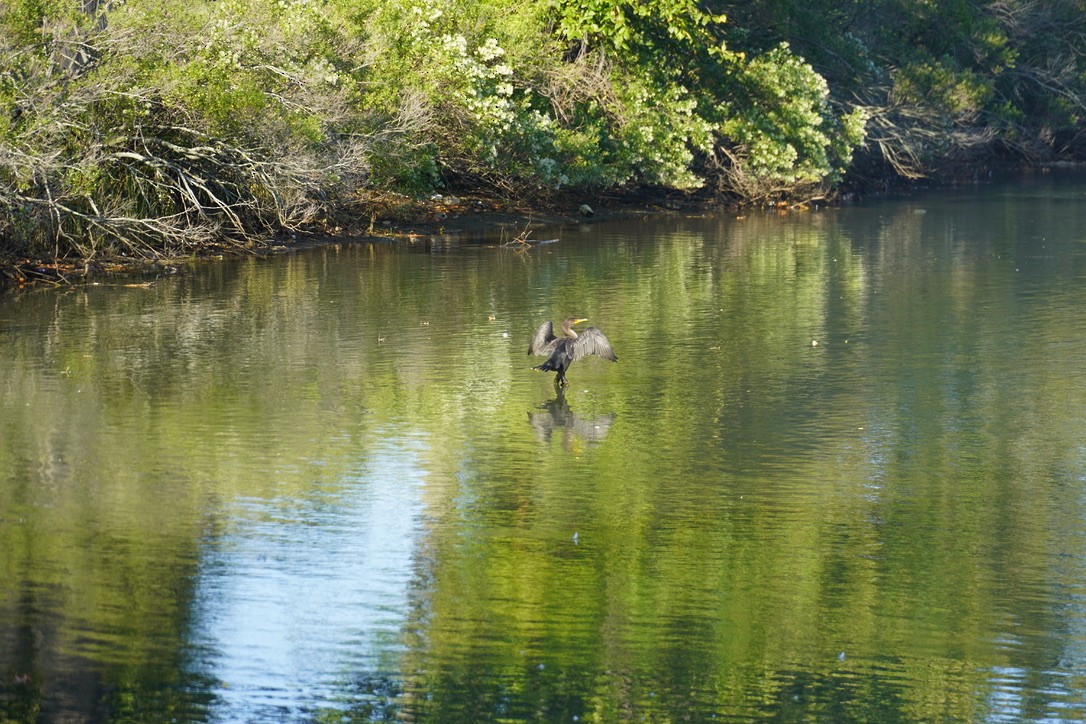 Double-crested Cormorant - ML643150137