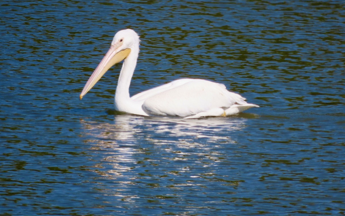 pelikán severoamerický - ML643150143