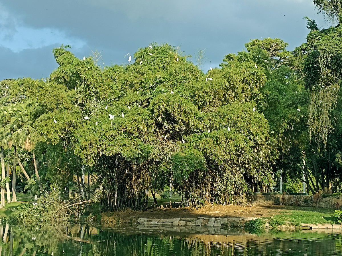 Western Cattle-Egret - ML643150152